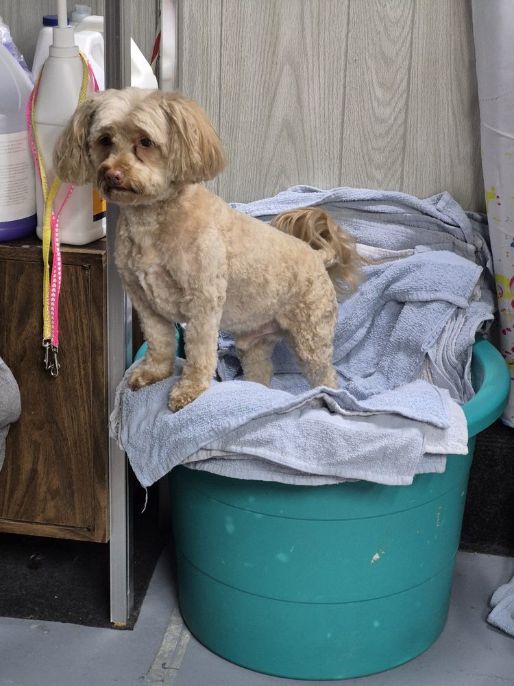 apricot poodle mix after groom shop