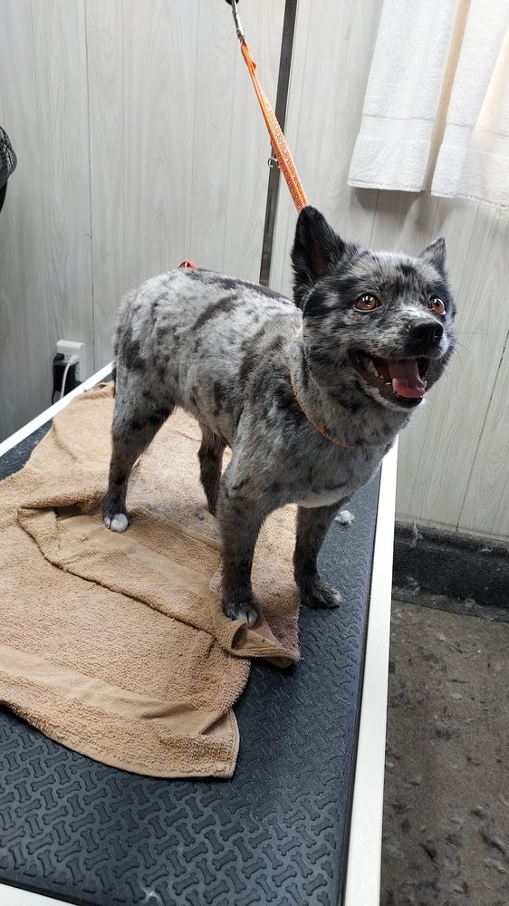 blue heeler mix after groom