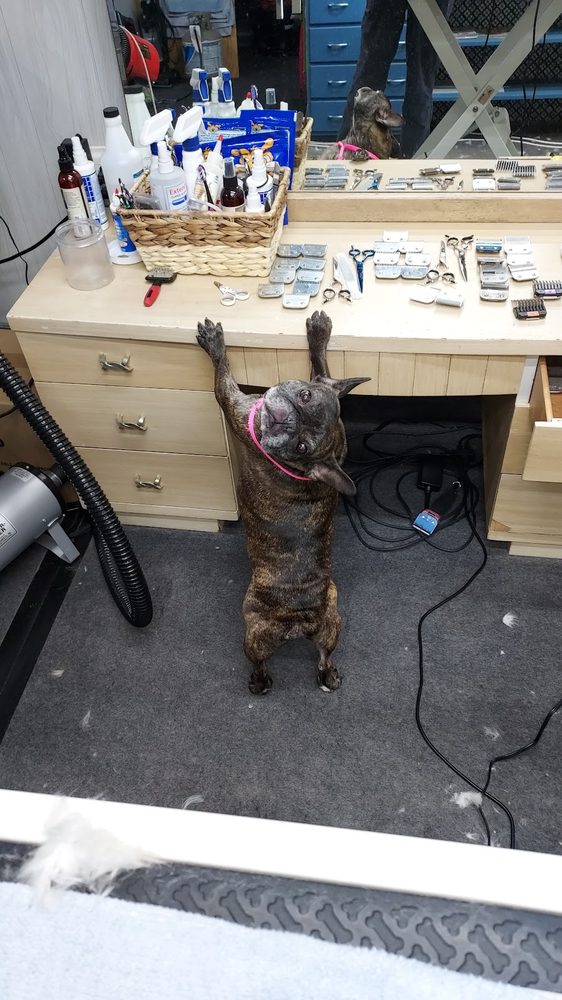 Nail Trims at One-on-One Dog Grooming