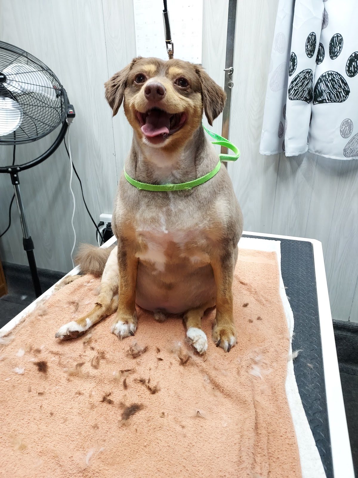Relaxed dog grinning on the grooming table