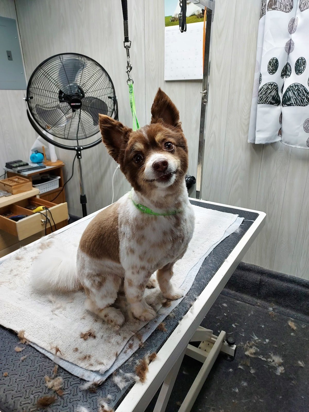 Dog Nail Trims in Lizton, IN: Clip or Grind