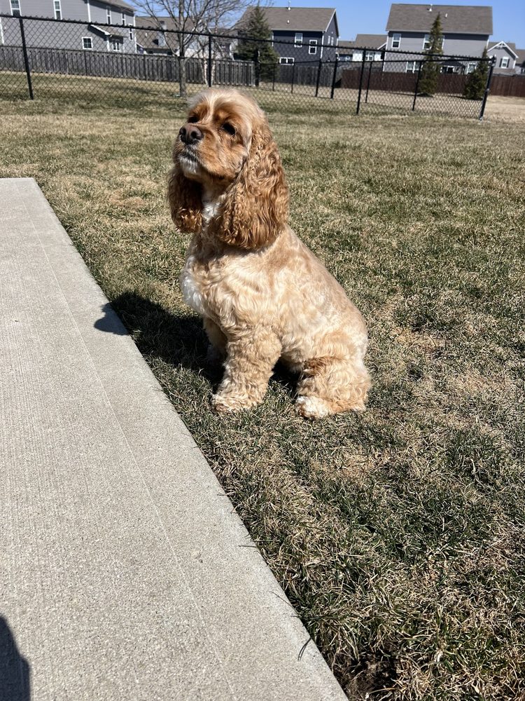 cocker spaniel after groom outdoors