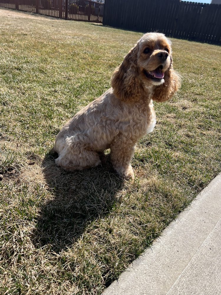Freshly groomed dog at One-on-One Dog Grooming
