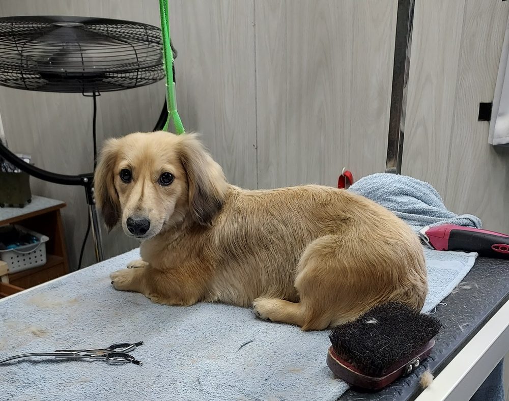 cream dachshund grooming table