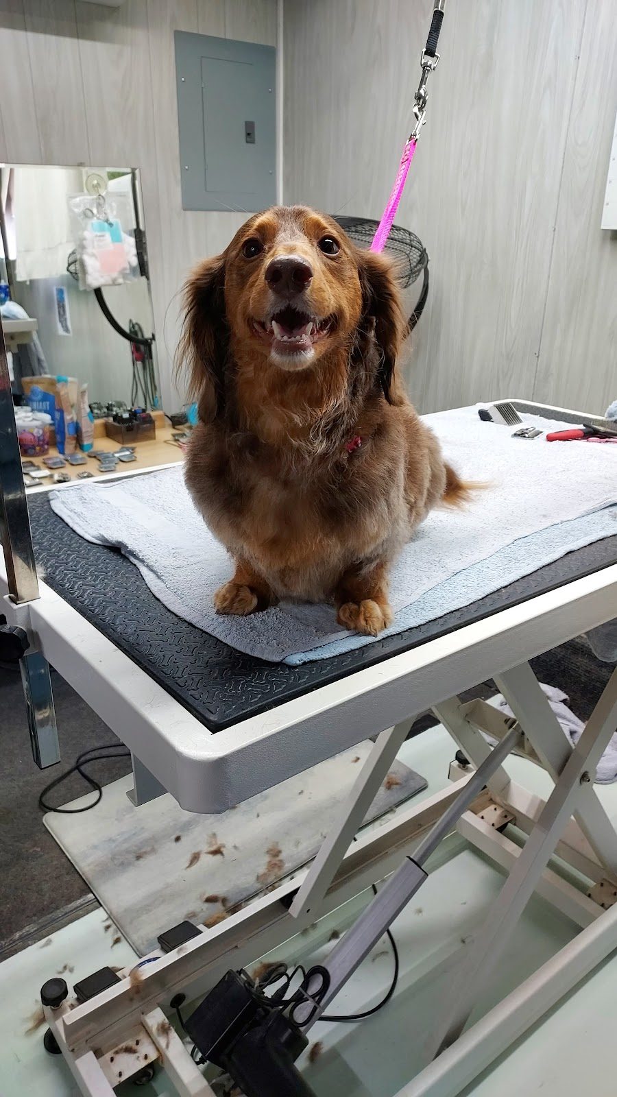 Freshly groomed dog at One-on-One Dog Grooming