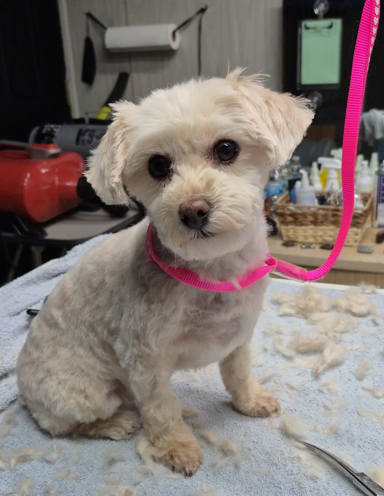 Freshly groomed dog at One-on-One Dog Grooming