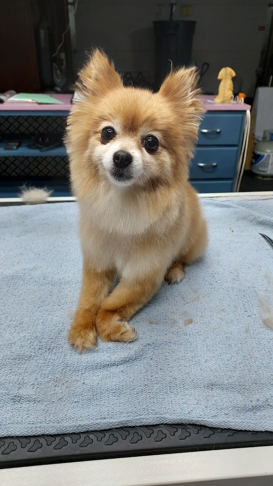 orange pomeranian fresh groom