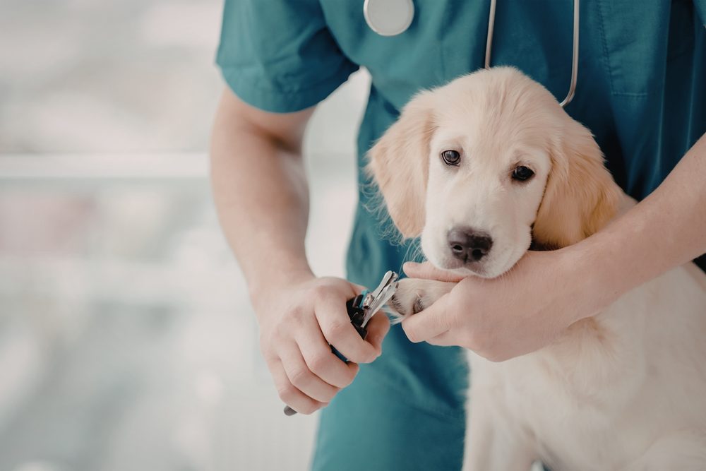 Nail Care Options for Every Dog