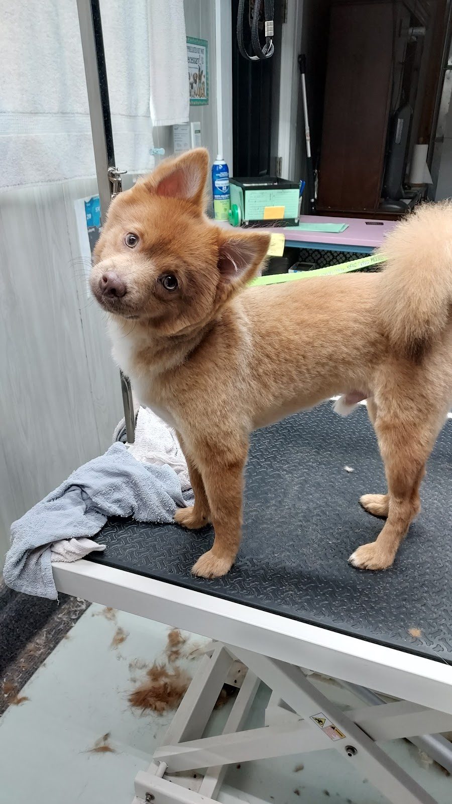 tan pomeranian summer trim