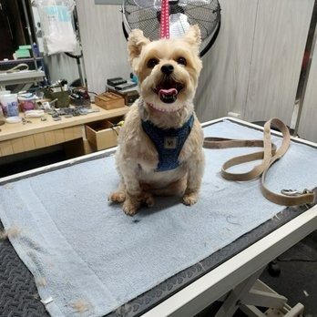 yorkie mix happy grooming table